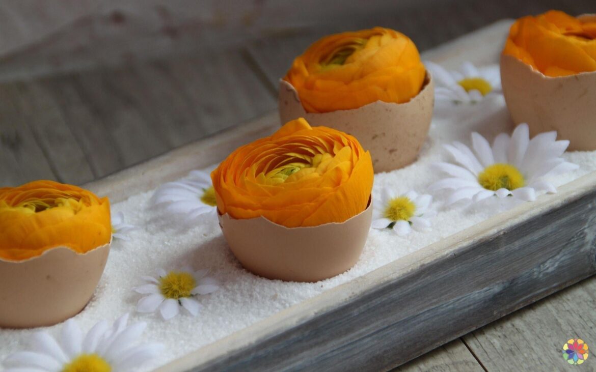 Renoncules dans coquilles d'oeuf