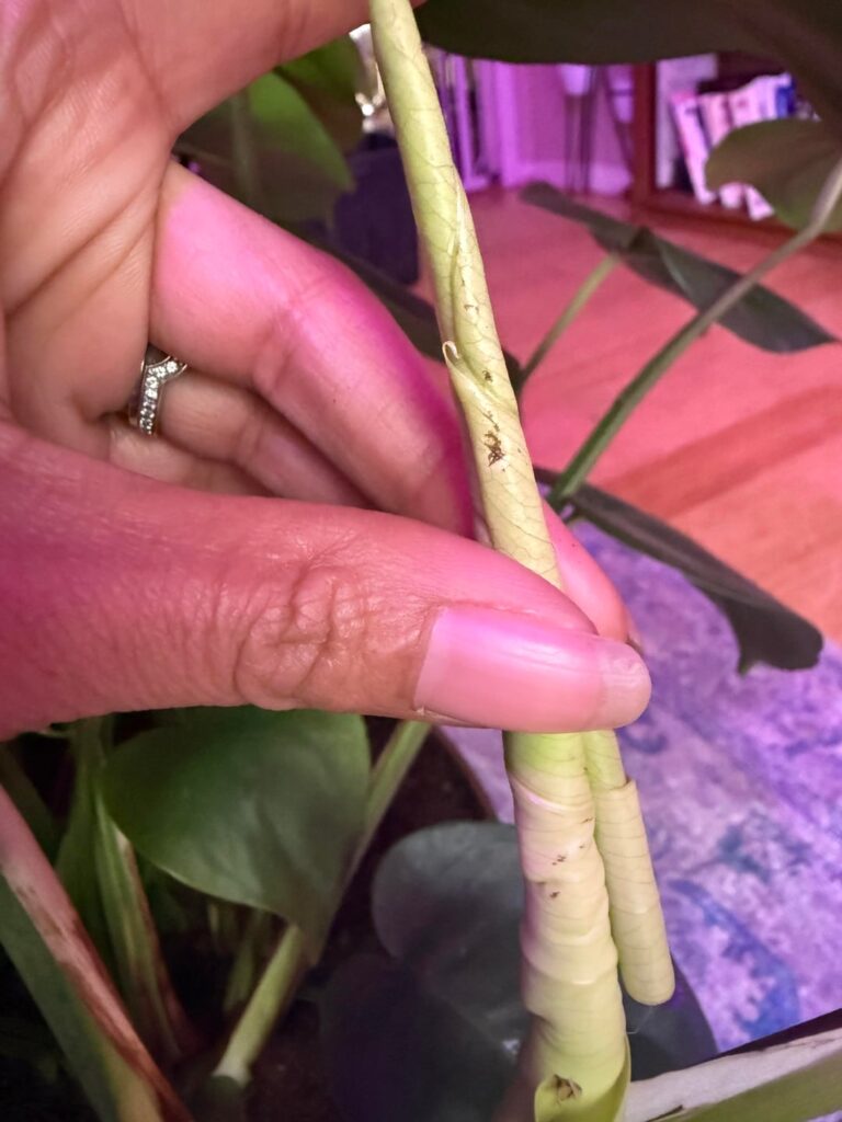 Monstera