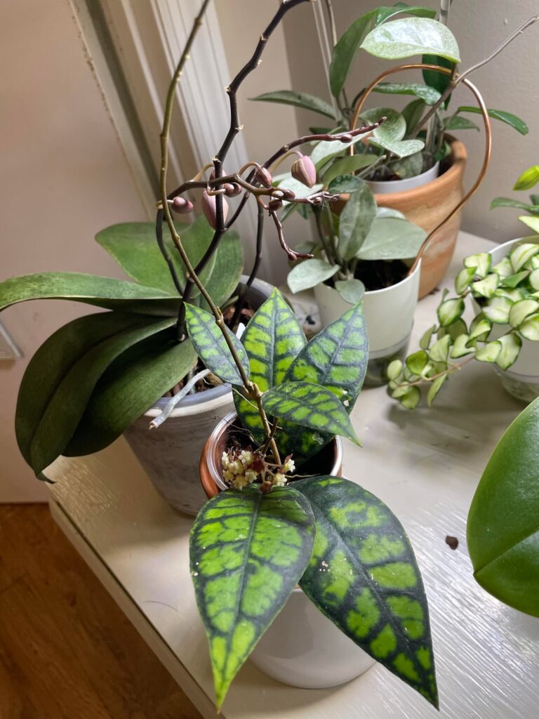 Callistophylla in Bloom!