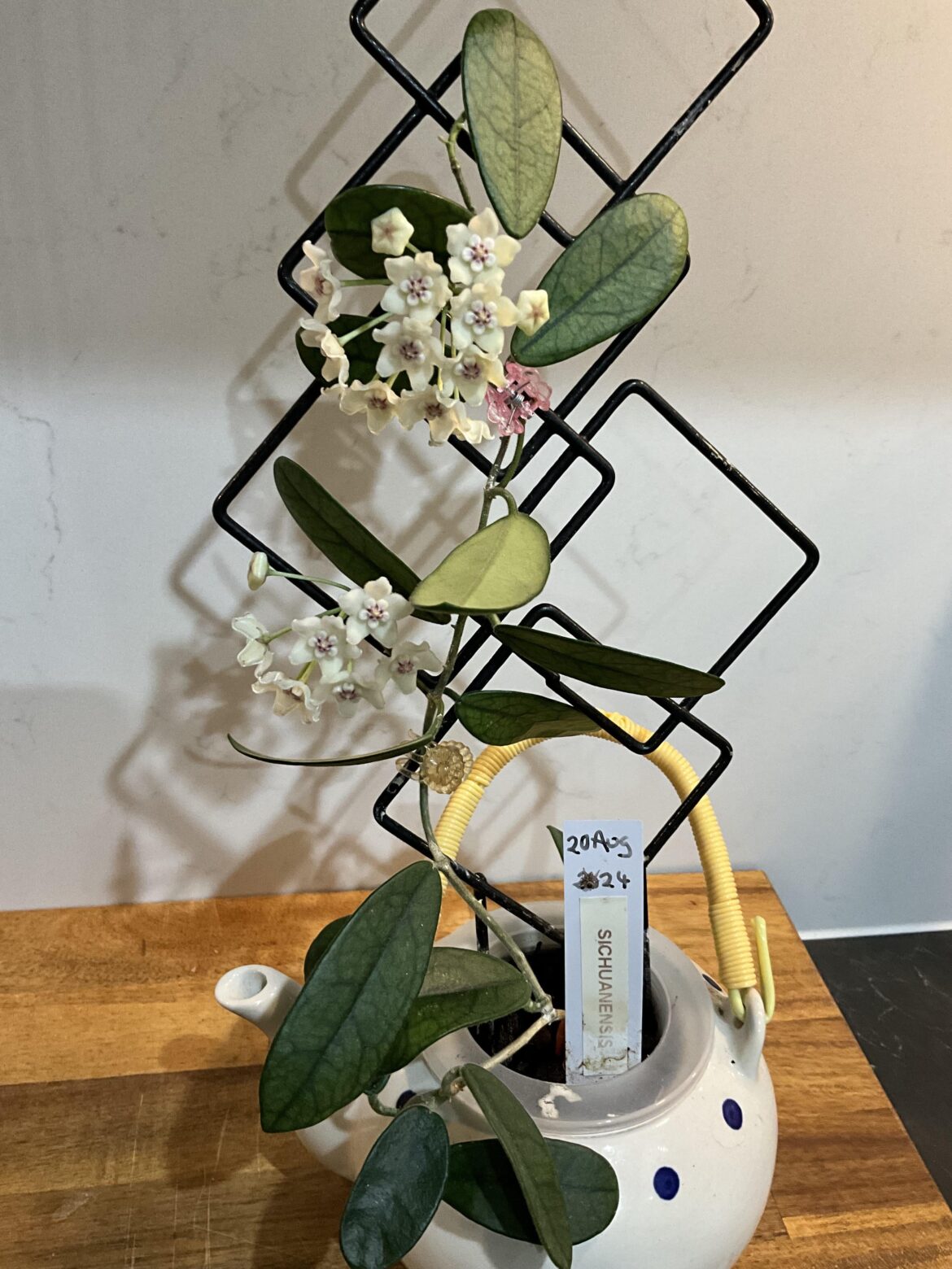 Sichuanensis- Pretty Blooms, Not a Pleasant Scent.