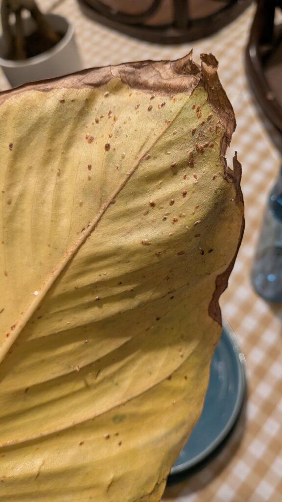Are those Brown scales? Are those Brown scales?