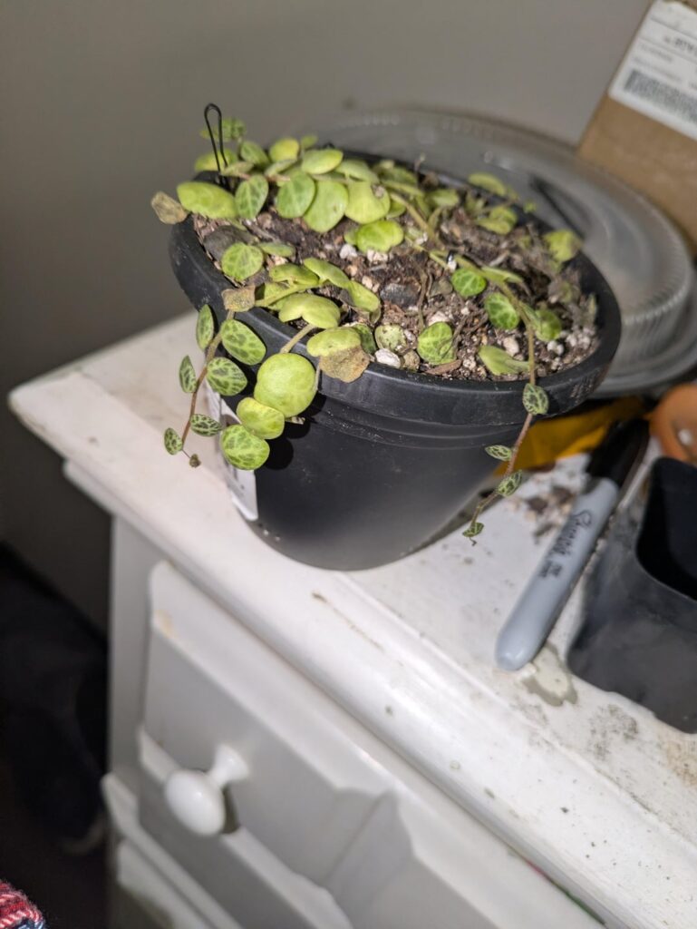 Help my turtles!