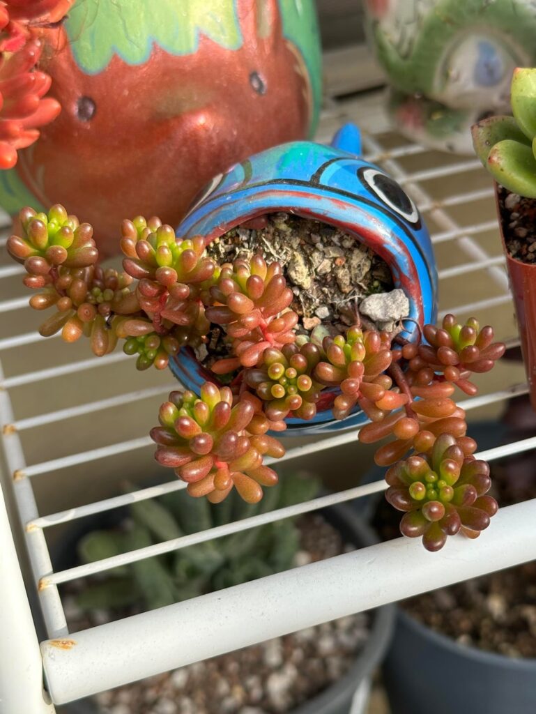 The small jellybean succulents I put in this pot finally rooted