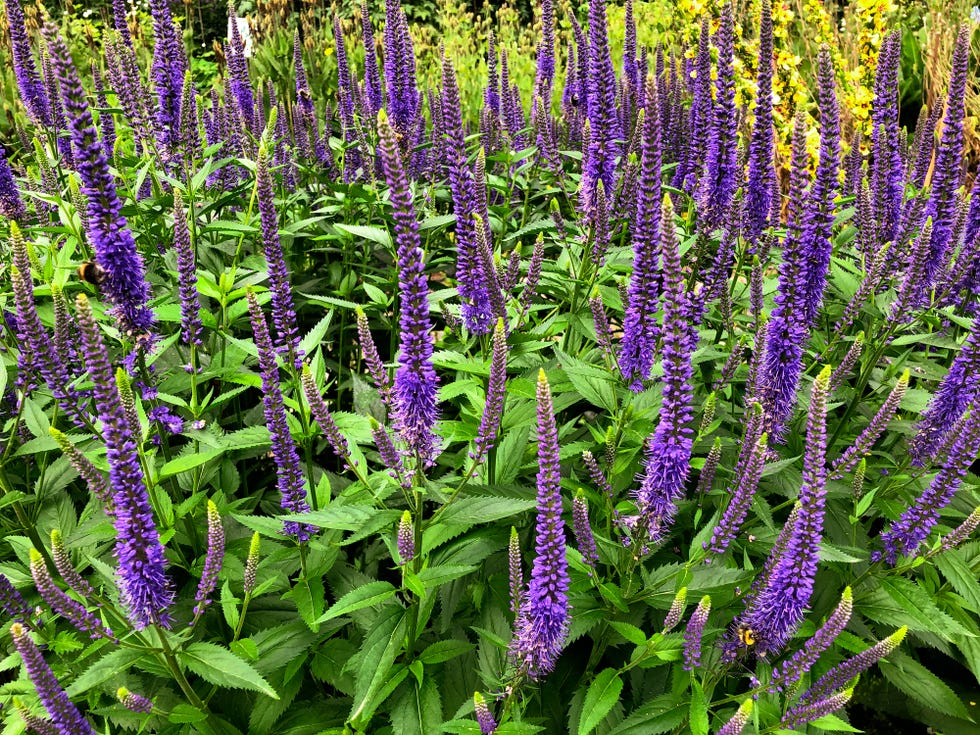 veronica longifolia flower in bloom at akureyri, norðurland eystra, north iceland. garden speedwell, longleaf speedwell