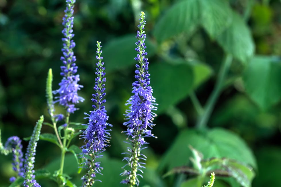 veronica longifolia field flower