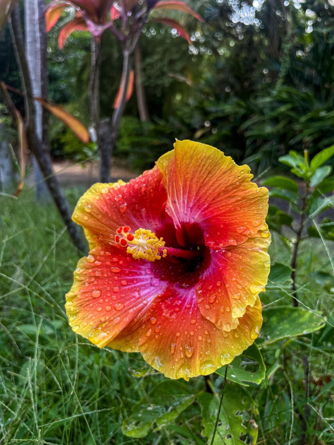 My Cosmic Hibiscus on a rainy day