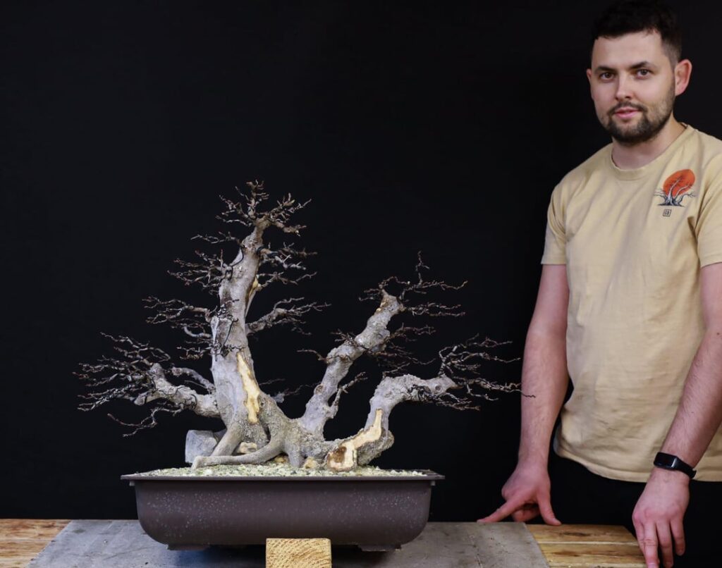 Carpinus orientalis yamadori