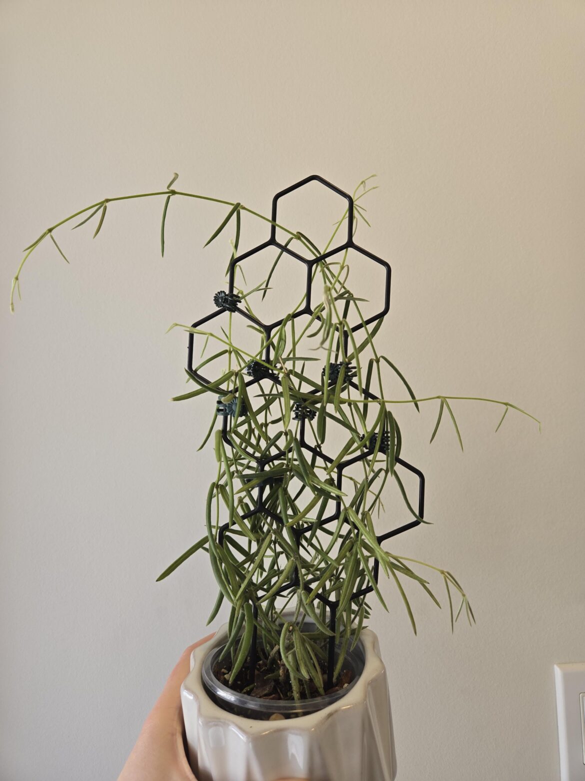 Please show me your unconventionally trellised hoyas