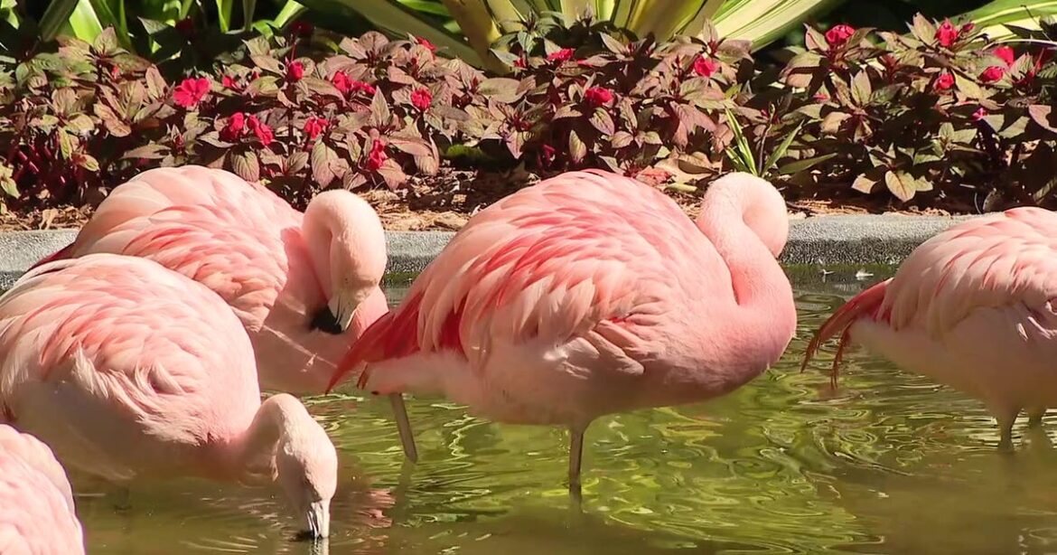 Sunken Gardens prepares flamingos, plants for cold temperatures Sunken Gardens prepares flamingos, plants for cold temperatures