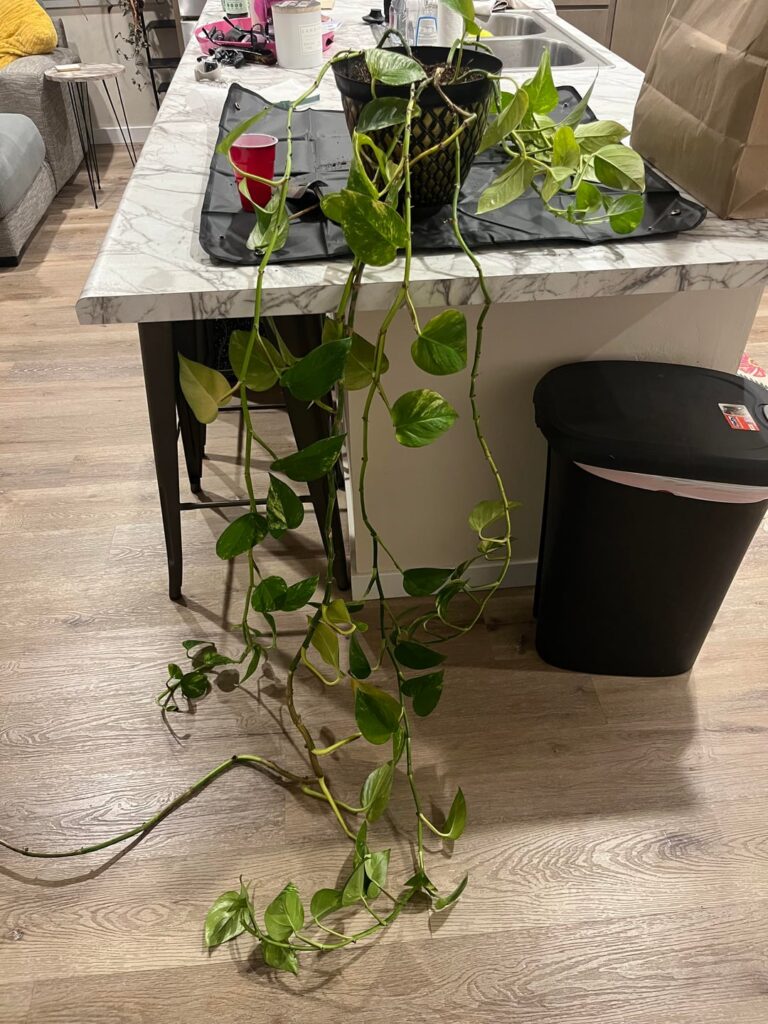 Repot? Chop and prop?