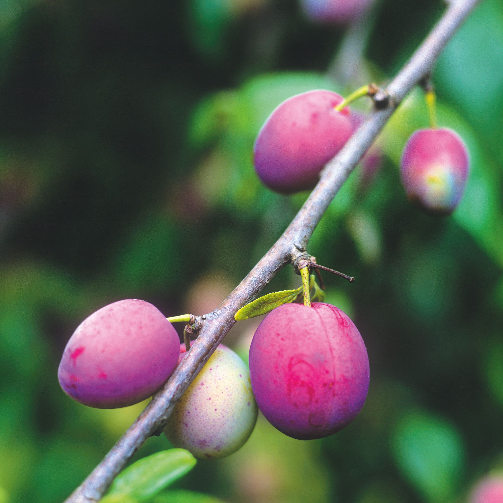 Pink plums growing on plum tree