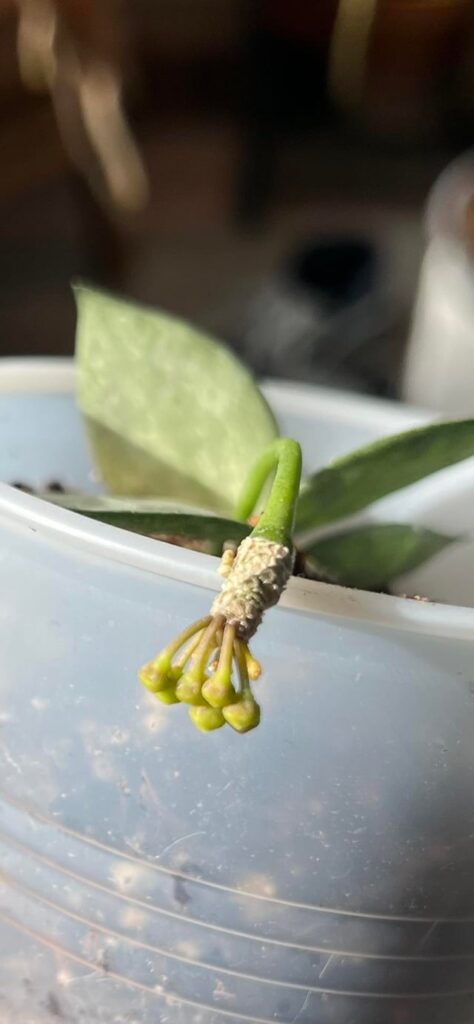 Peduncle on my baby khroniana silver!