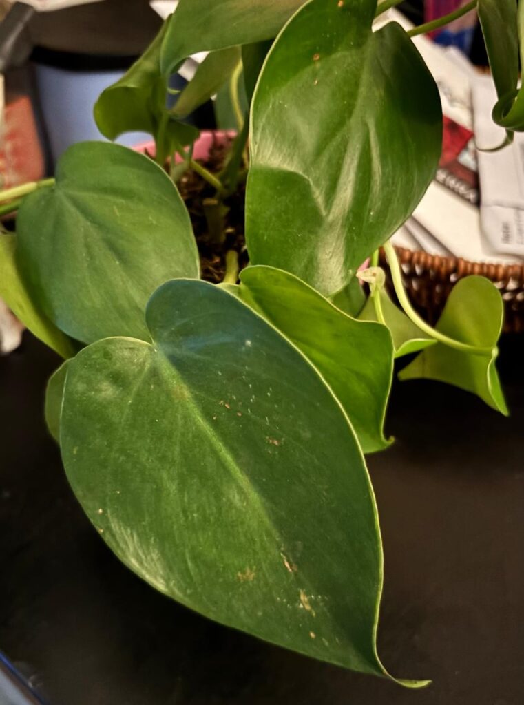 Any ideas what this is? I want to keep it alive