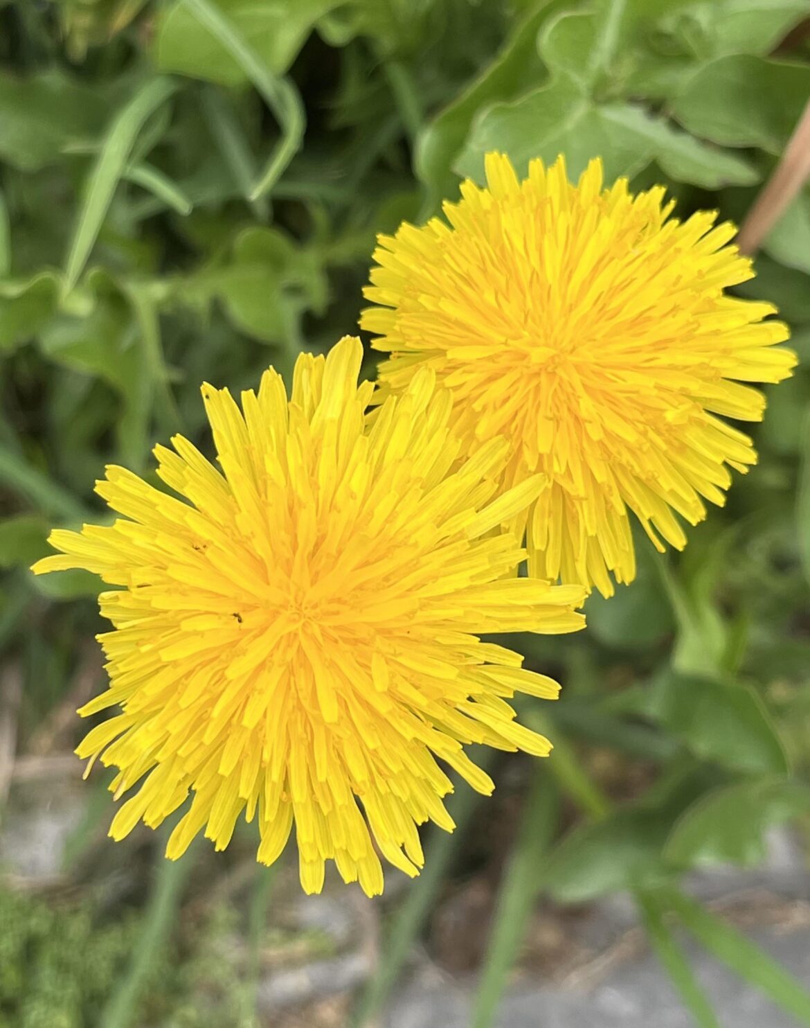 Dandelion