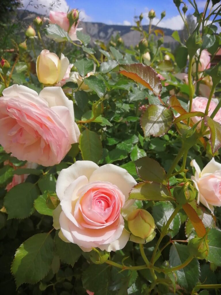 Pink rose