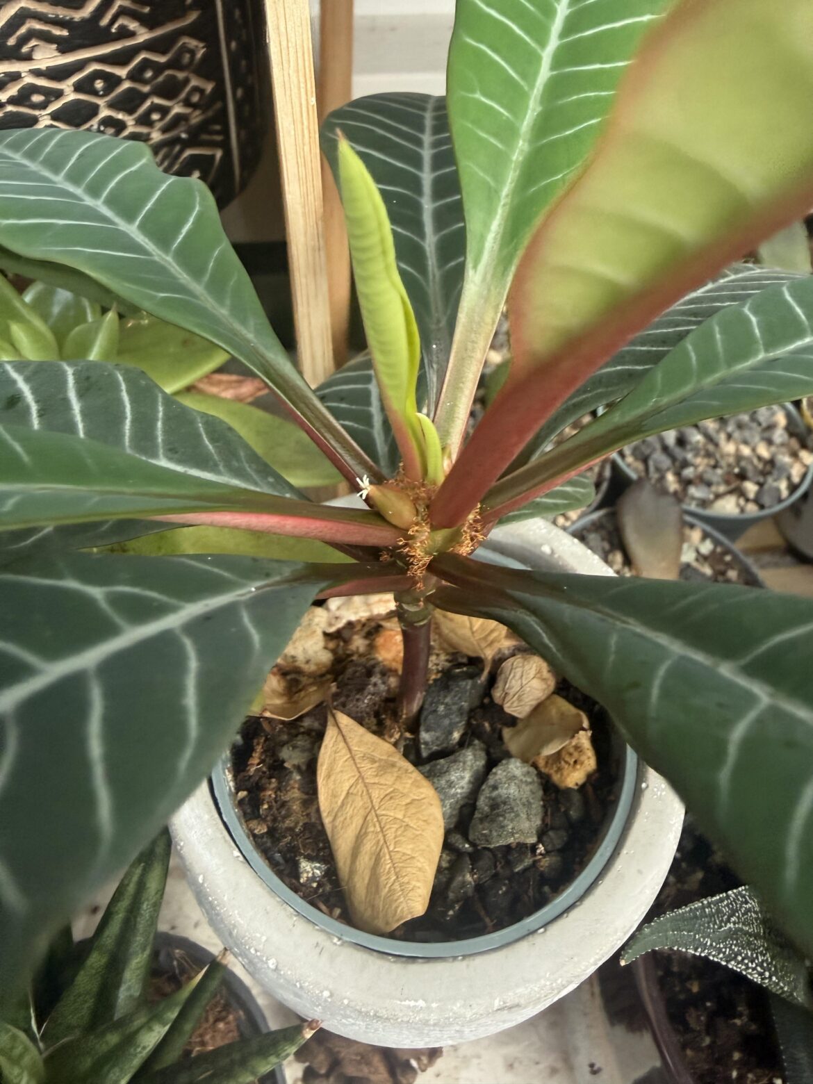 Madagascar Jewel growing first flower after exactly one year