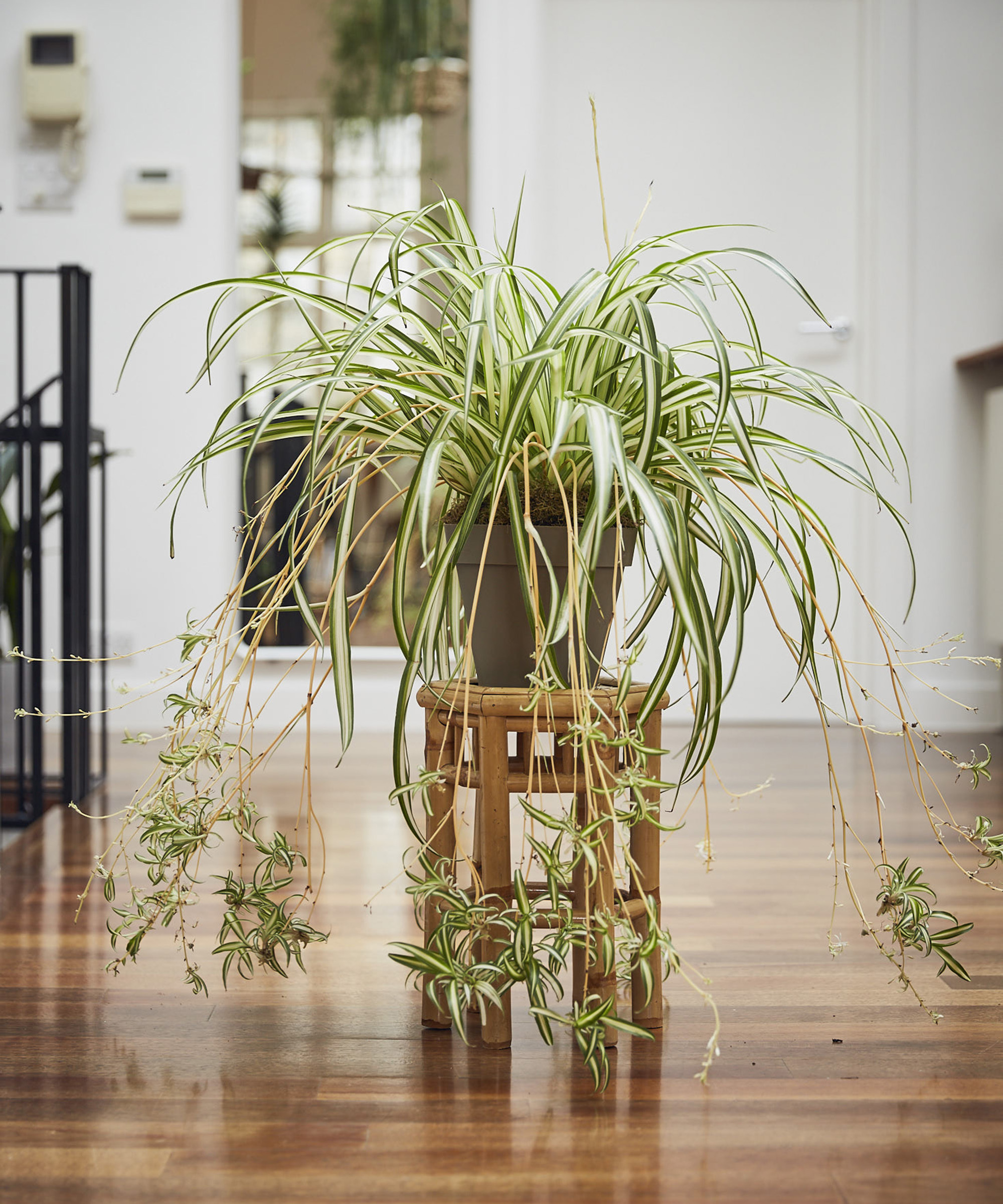 Spider plant on a wooden floor in a well lit room