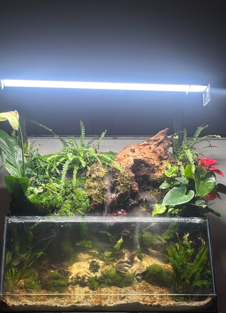 10 gallon angled paludarium build