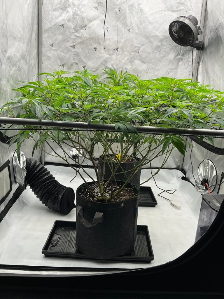 GG4 🦍 AND FIRE OG 🔥