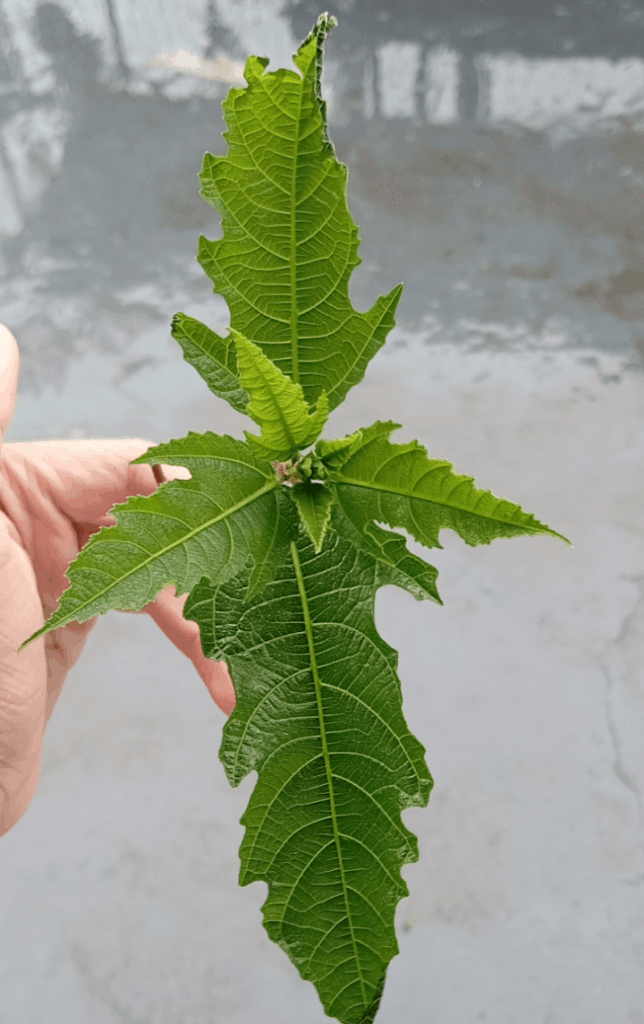 Ficus ulmifolia