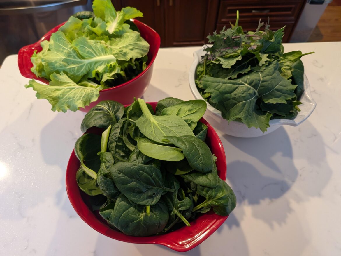Winter garden success! Winter garden success!