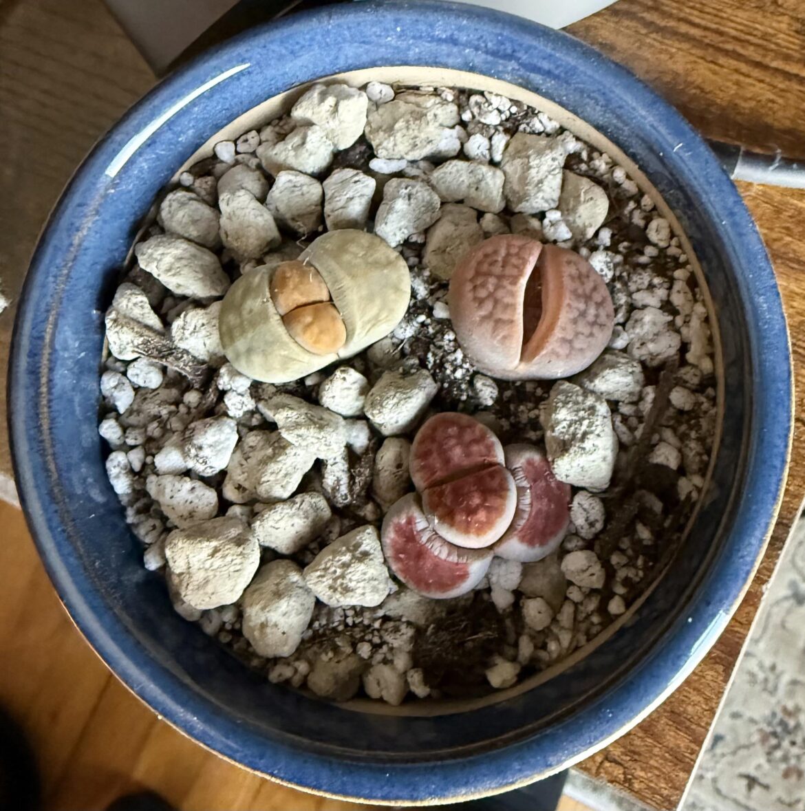 My first succulents. Lithops arrived mid split.