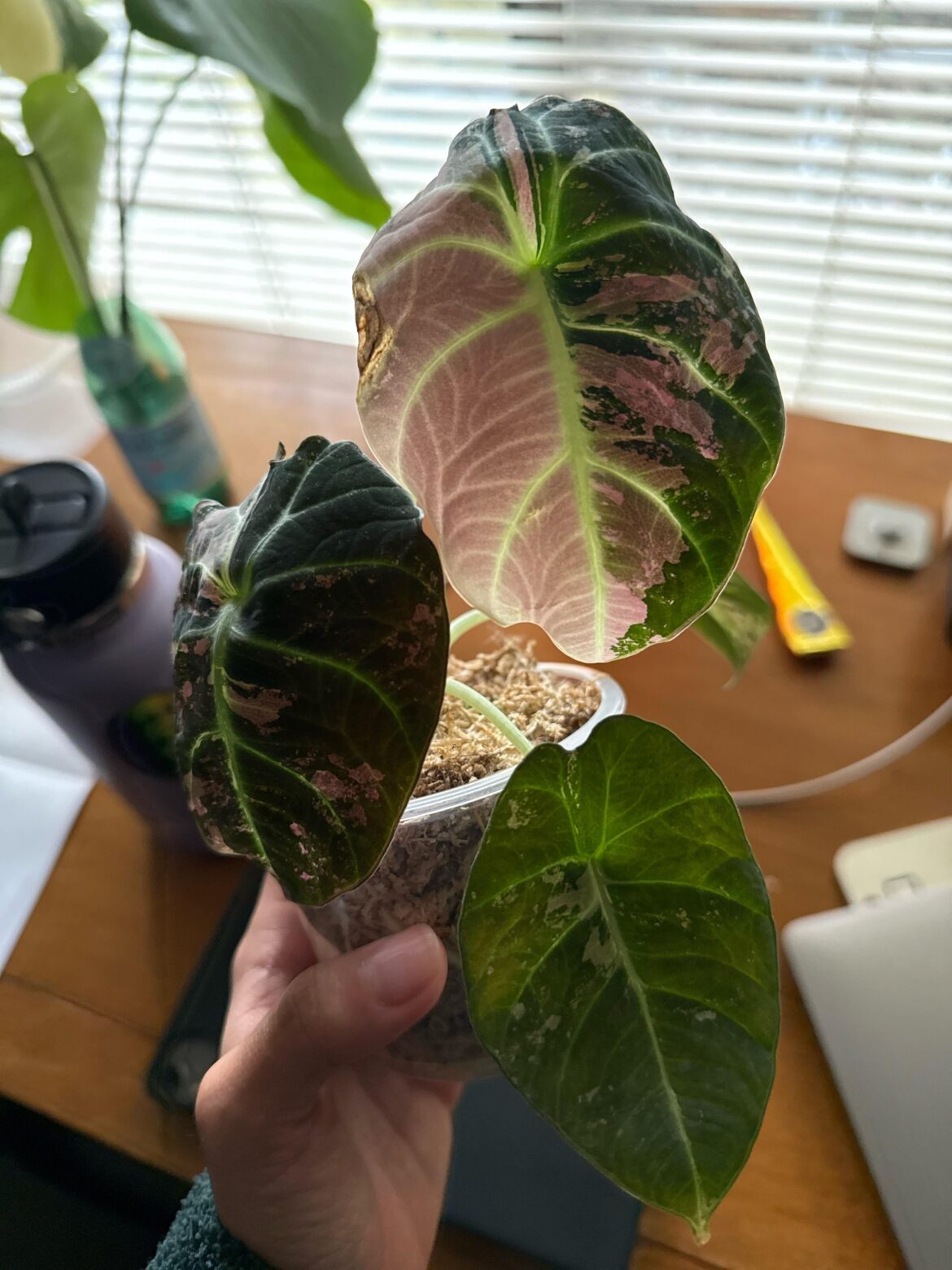 Tips? Got this pink bv alocasia