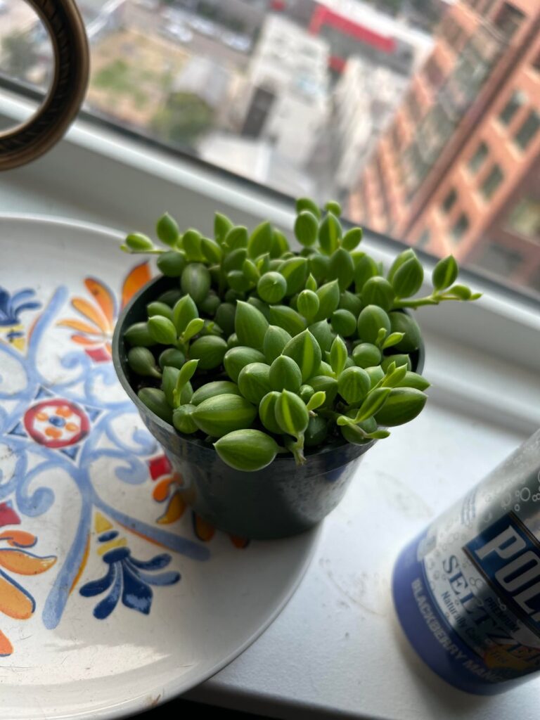 When to repot?