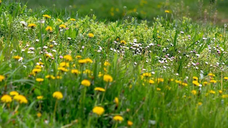 weeds in the yard dandelion
