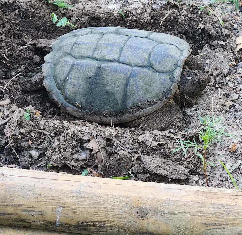 One Reddit user was surprised when a snapping turtle showed up to use their newly made garden bed as a nesting site.