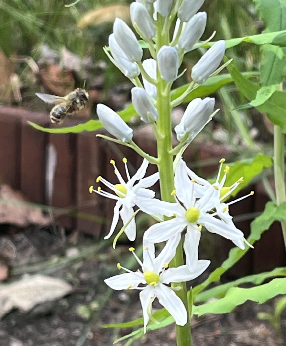 Friend visiting a Wild Hyacinth