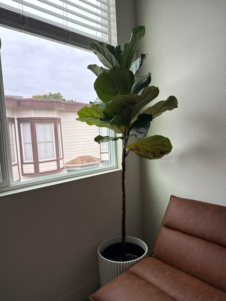 Fiddle Leaf Fig – looking for advice on bottom growth / pruning