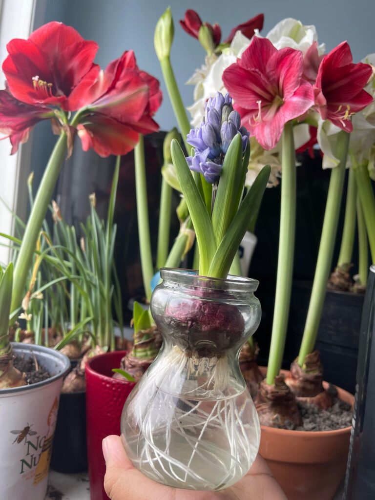 my indoor forced hyacinths. :)