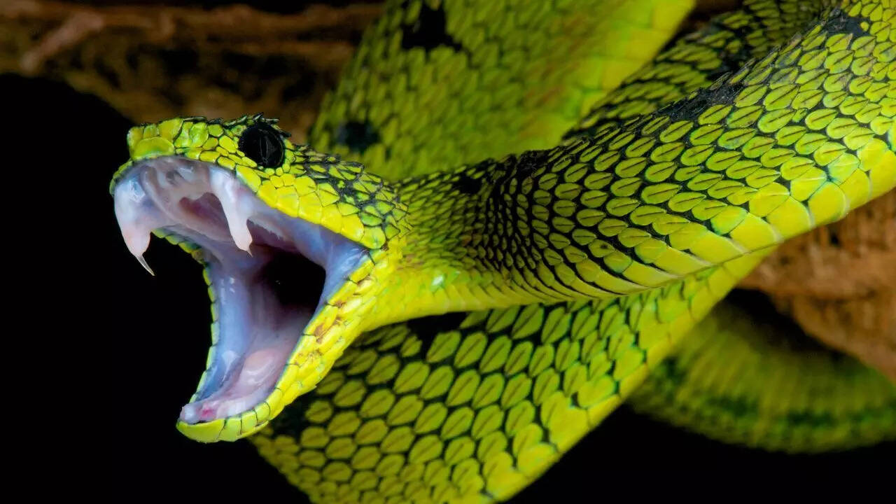 What actually attracts snakes into gardens