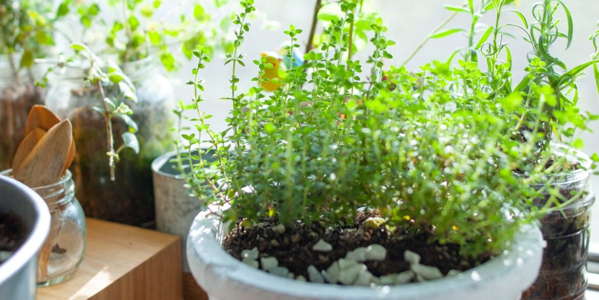 How to Grow Herbs Indoors and Keep Them Thriving, According to Gardening Experts How to Grow Herbs Indoors and Keep Them Thriving, According to Gardening Experts