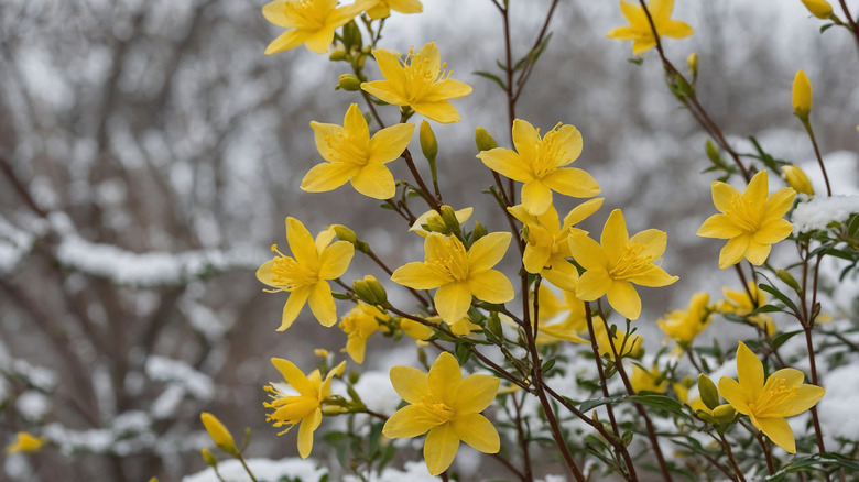Winter jasmine with beautiful yellow blooms in the snow