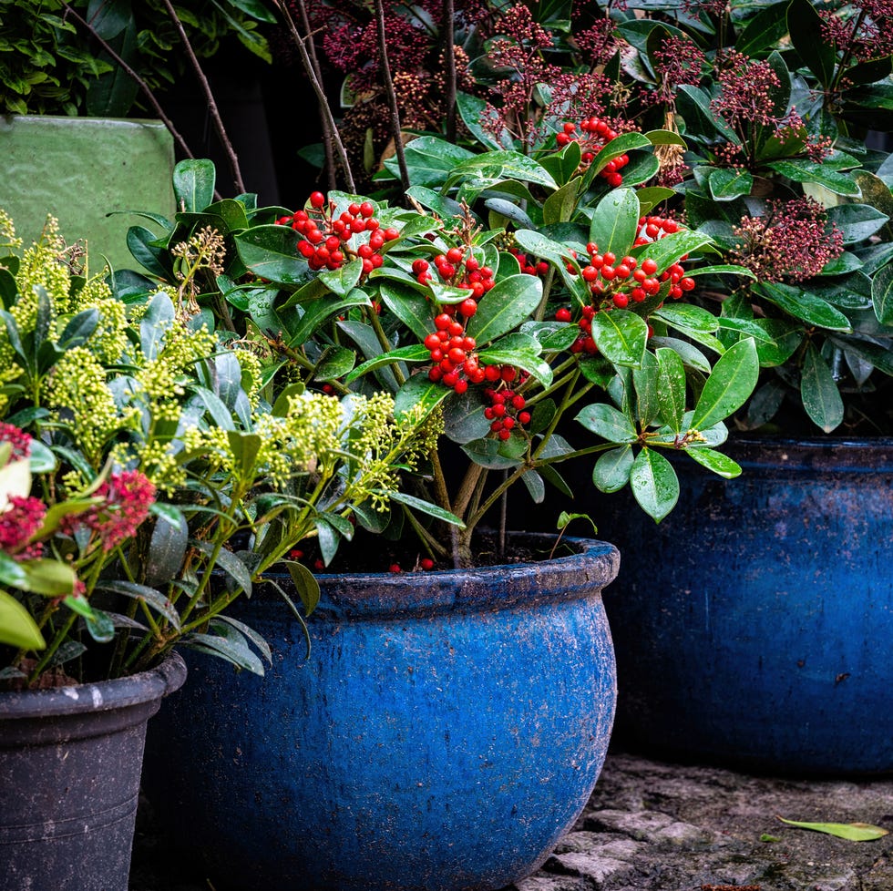 winter landscaping tips