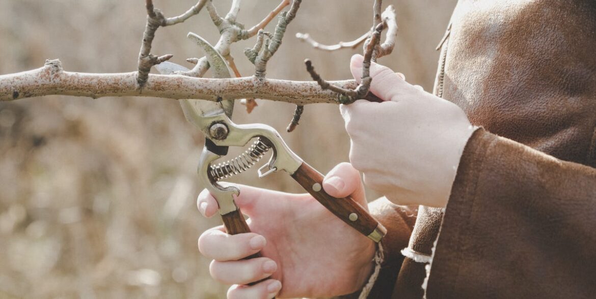 How To Keep Pruning Tools In Good Condition