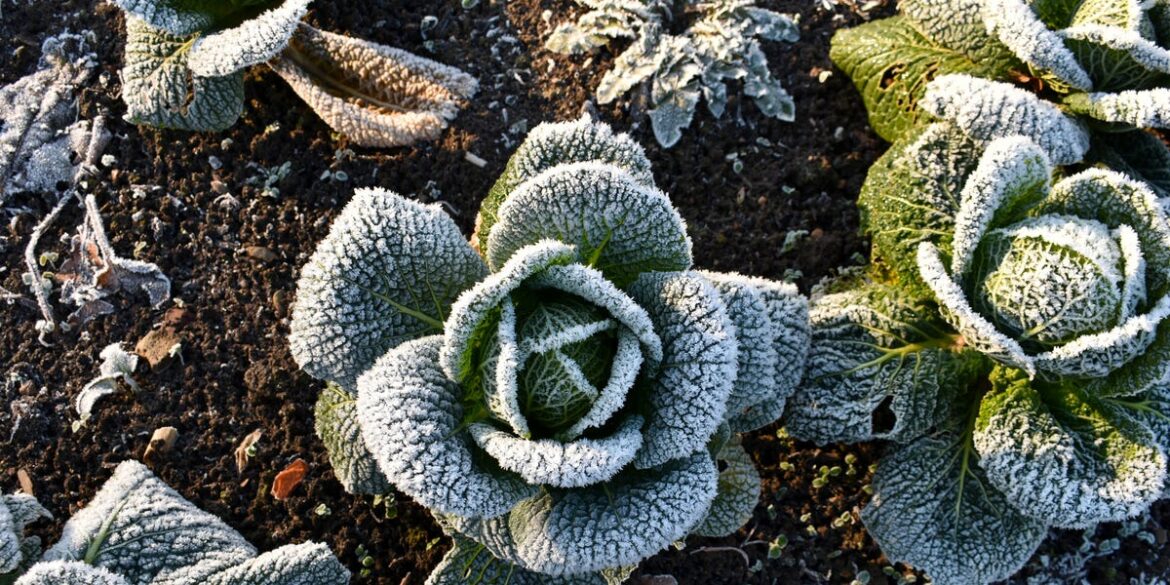 5 Vegetables To Sow In January For A Head-Start On Growing Season