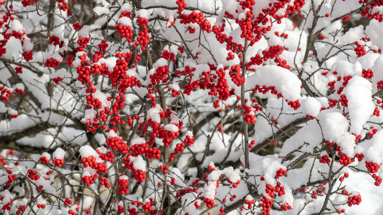 Bright red berries of a winterberry bush under snow