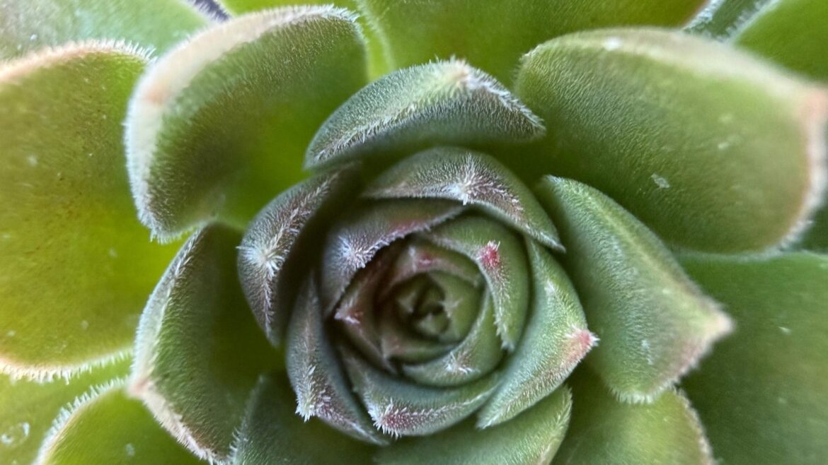 Bring the desert’s warmth indoors this winter with big, bold succulents