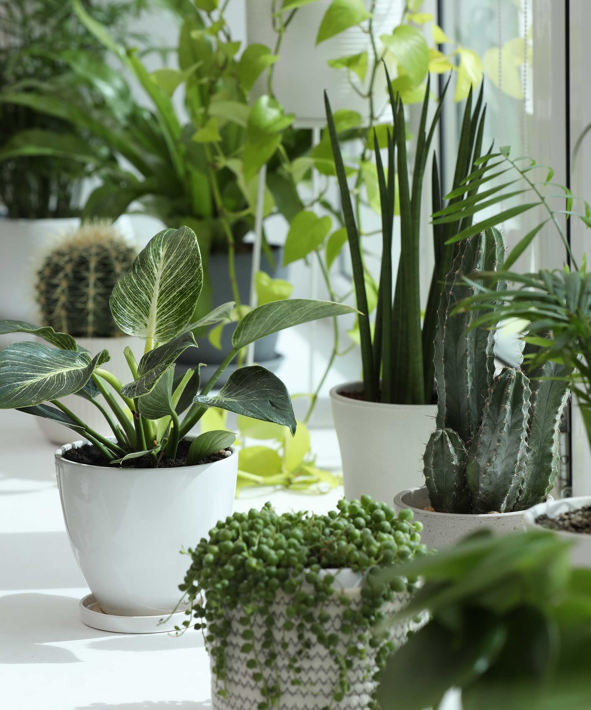 variety of potted houseplants on windowsill