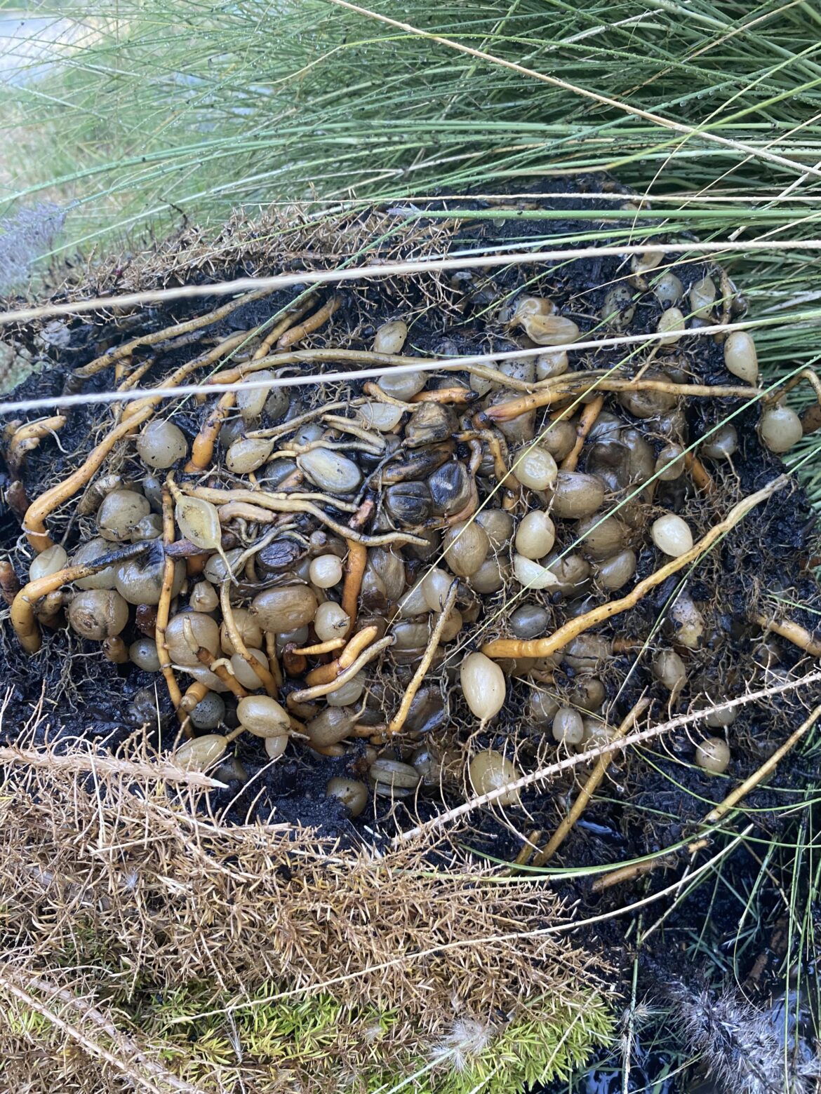 What is this and should I discard the plant