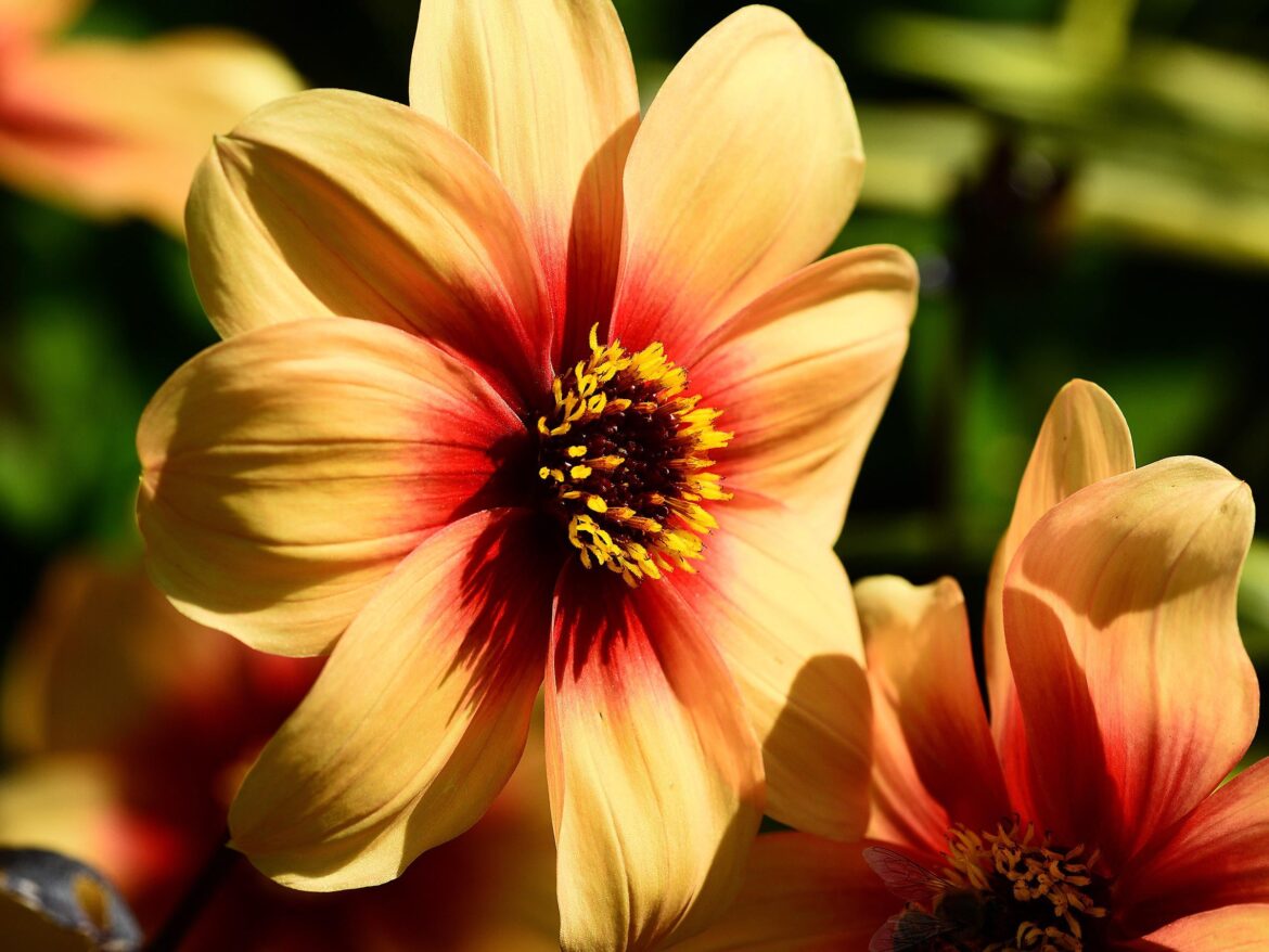 Dahlia Porn