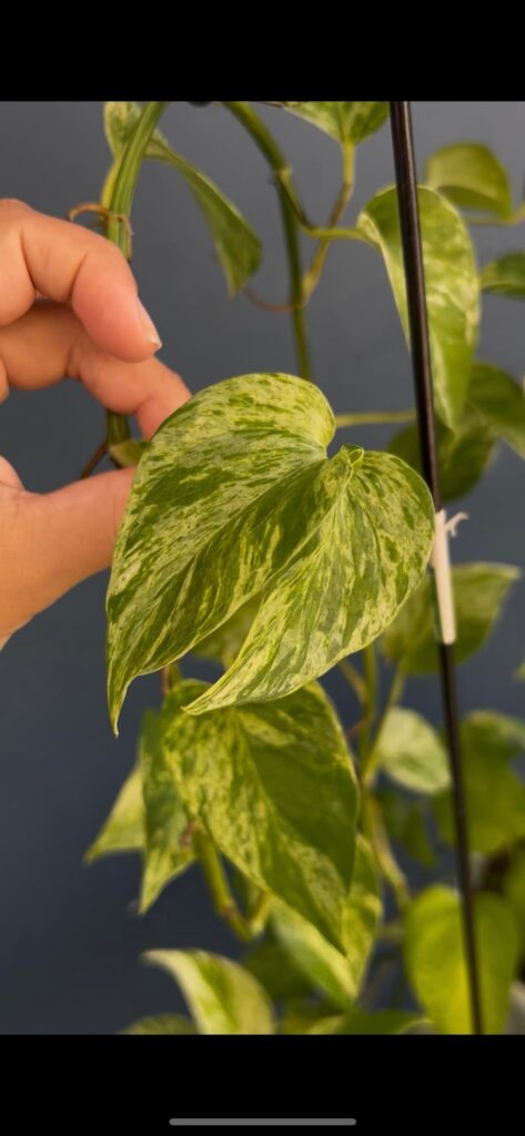 I found a double leaf on my marble queen