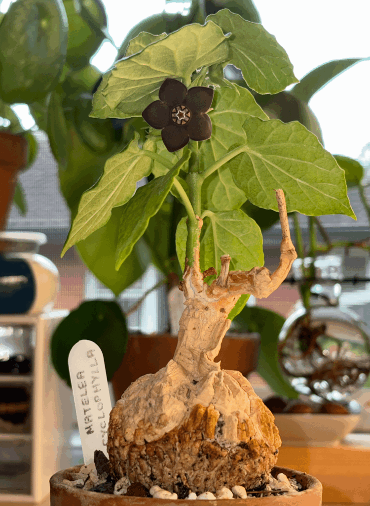 my first matelea cyclophylla bloom !!!
