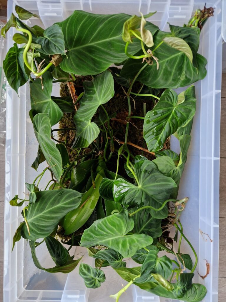 Anyone in London uk want a over grown prop box? Anyone in London uk want a over grown prop box?