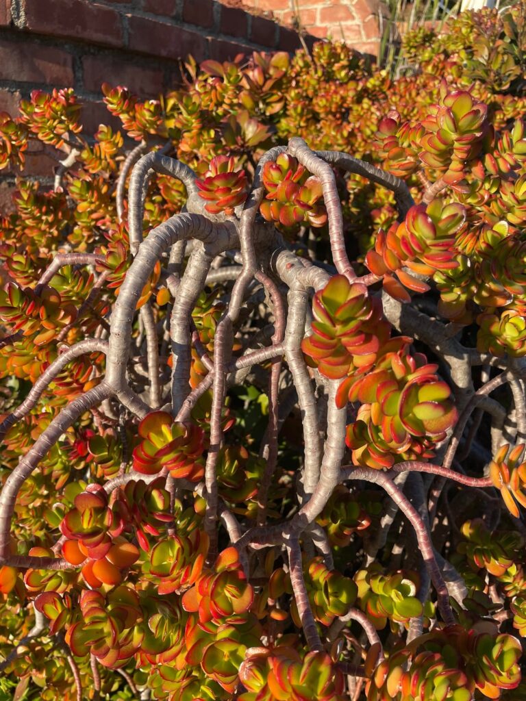 Interesting weeping branches on a Jade I saw