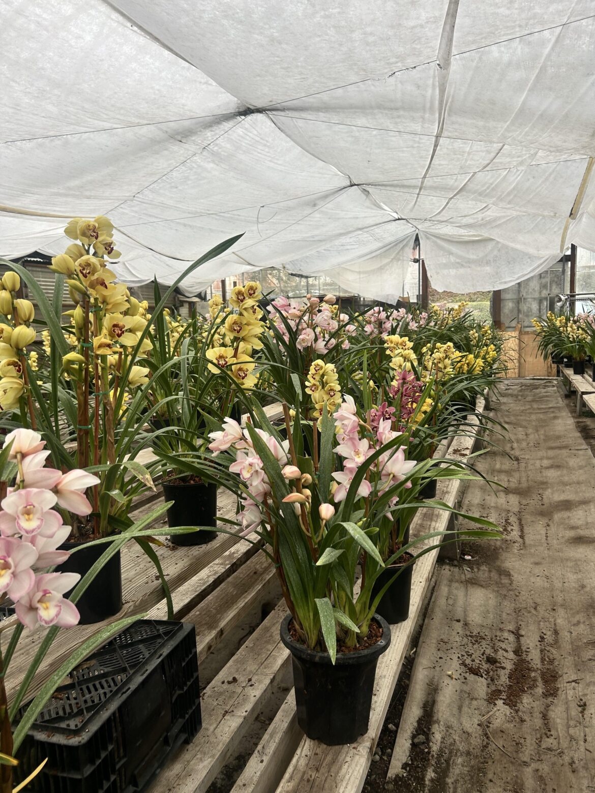 Is getting an orchid from a roadside orchid nursery better than buying one from Home Depot?
