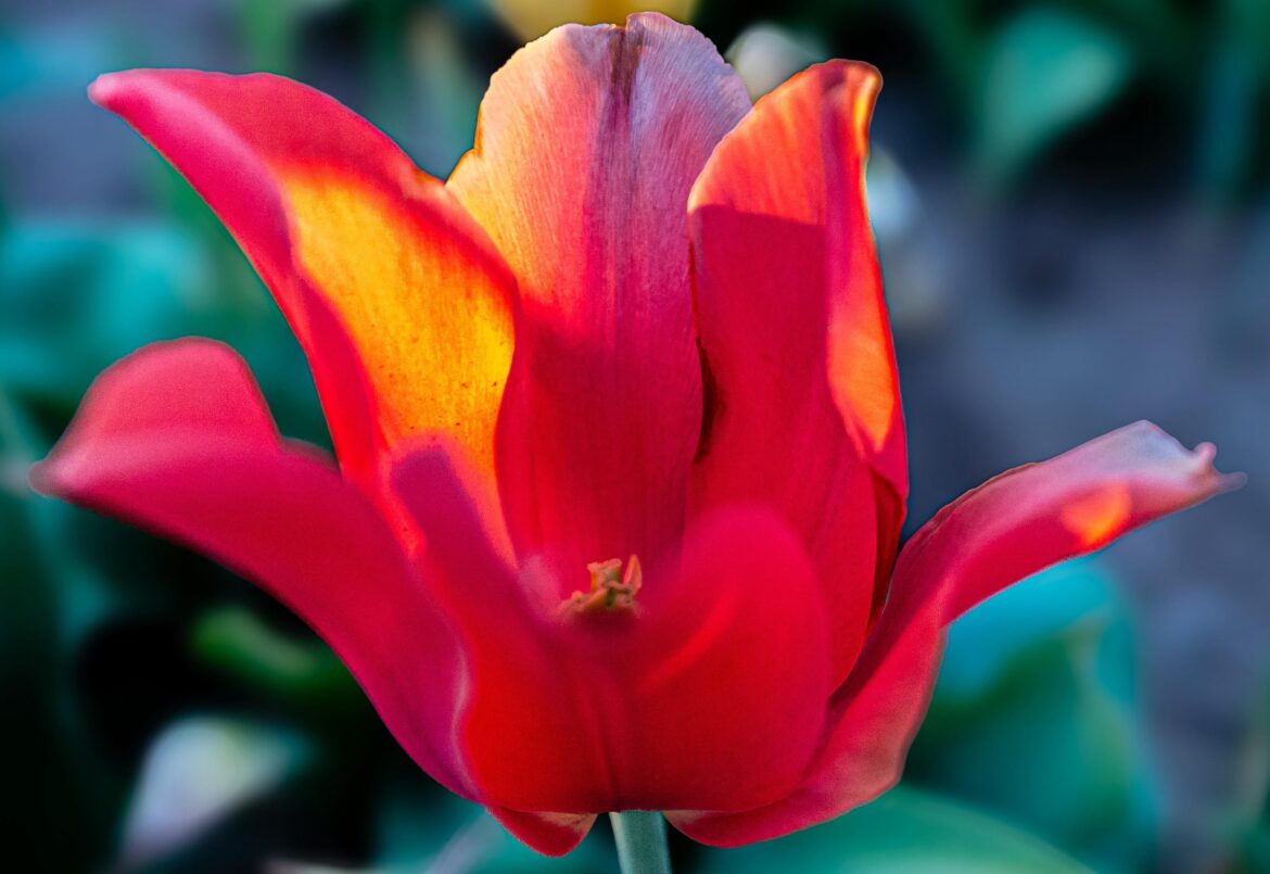 [OC] Tulipa (unknown species)